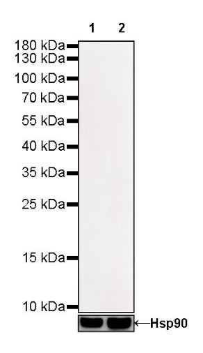 S-RMab®Rabbit mAb IgG Isotype Control (S-R058)
