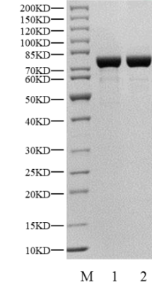 CaMK2A GST Tag Protein, Human