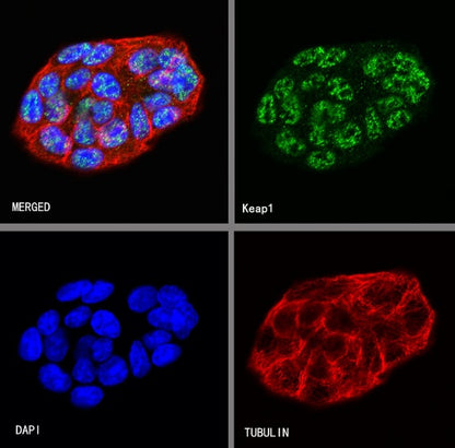 Keap1 Recombinant Rabbit mAb (S-1520-8)
