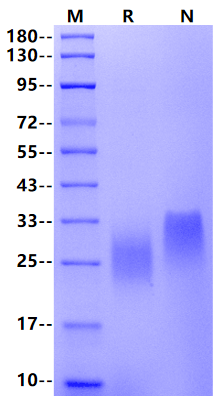 PSCA His Tag Protein, Mouse
