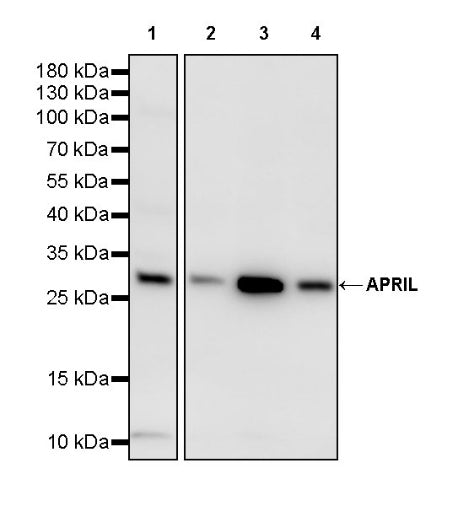 APRIL Recombinant Rabbit mAb (S-2667-23)
