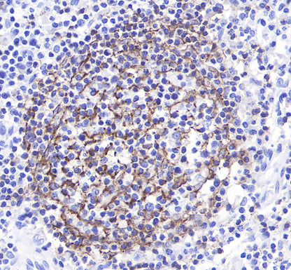 CD21 Recombinant Rabbit mAb,PBS Only (SDT-007-36)