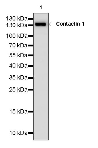 Contactin 1 Rabbit Polyclonal Antibody