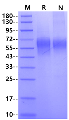 Biotinylated IL-2R gamma/CD132 His&Avi Tag Protein, Human