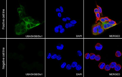 UBASH3B/Sts1 Recombinant Rabbit mAb (S-1307-5)