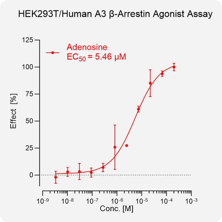 HEK293T Human A3 Arrestin Stable Cell