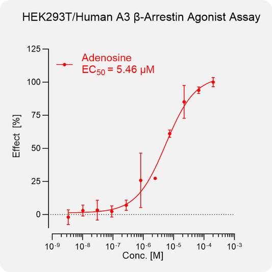 HEK293T Human A3 Arrestin Stable Cell