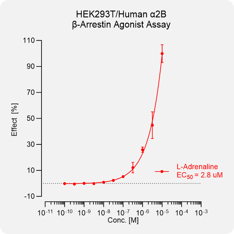 HEK293 Human α2B Arrestin Stable Cell