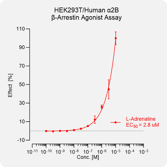 HEK293 Human α2B Arrestin Stable Cell