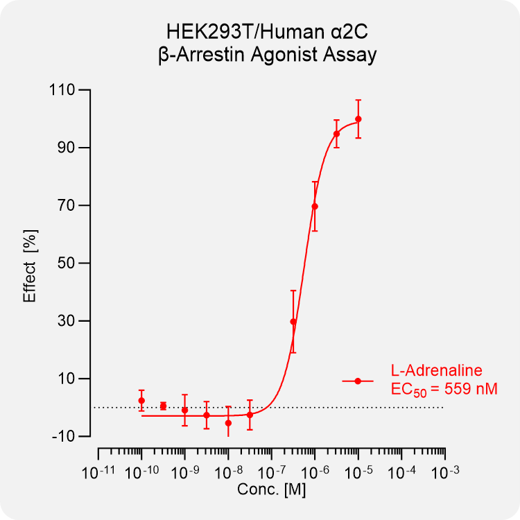HEK293T Human α2C Arrestin Stable Cell