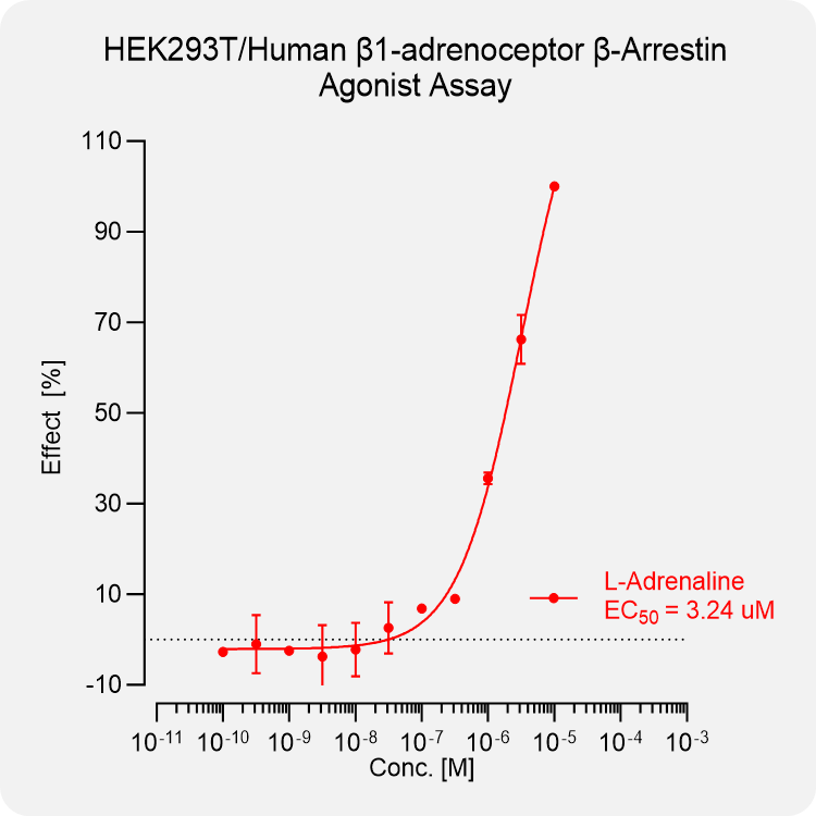 HEK293T Human β1-adrenoceptor
Arrestin Stable Cell
