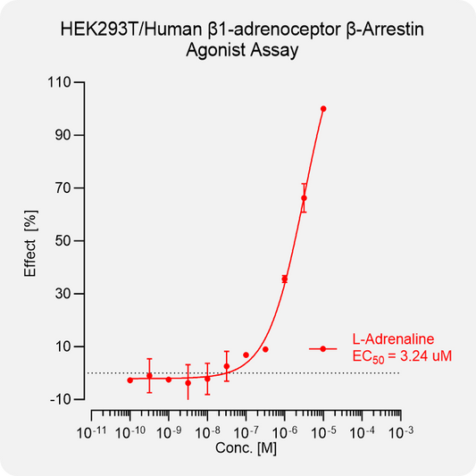 HEK293T Human β1-adrenoceptor
Arrestin Stable Cell