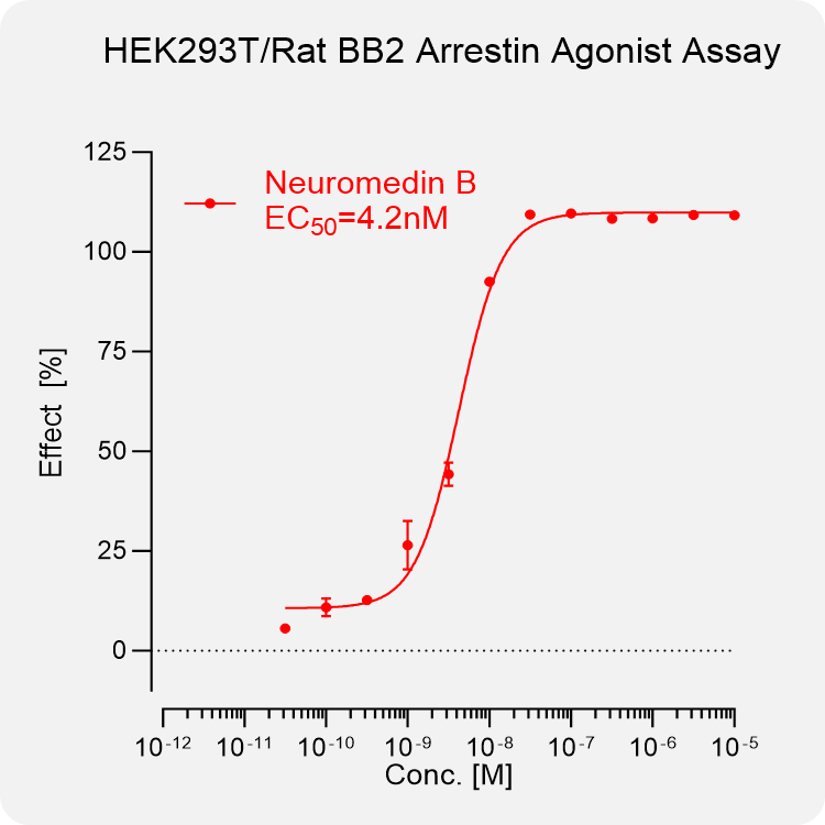 HEK293T Rat BB2 β-Arrestin Stable Cell