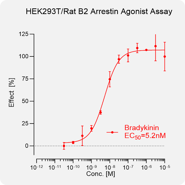 HEK293T Rat B2 β-Arrestin Stable Cell