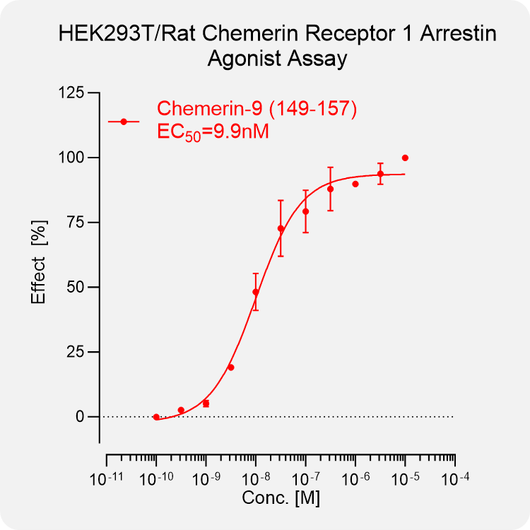 HEK293T Rat Chemerin 1 Arrestin Stable Cell