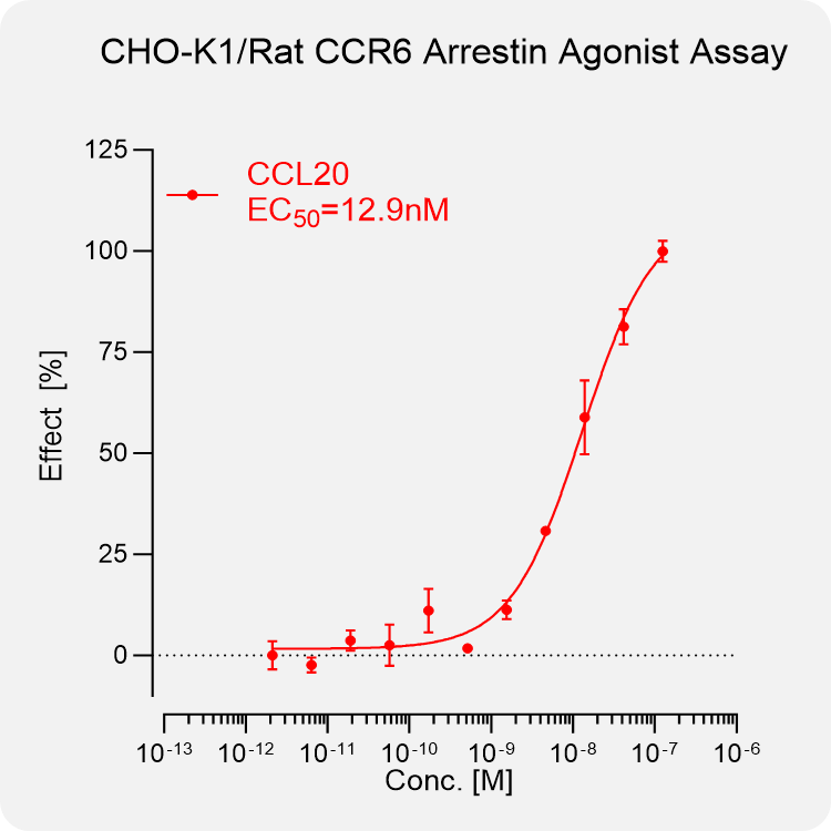 CHO-K1 Rat CCR6 Arrestin Stable Cell