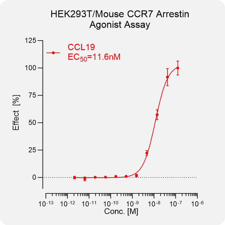 HEK293T Mouse CCR7 Arrestin Stable Cell