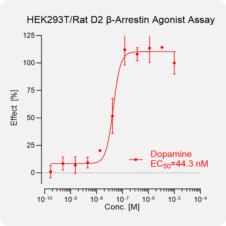 HEK293T Rat D2 Arrestin Stable Cell