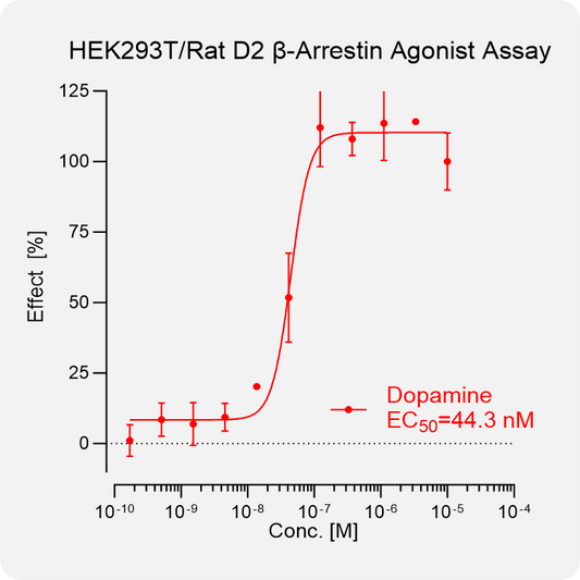 HEK293T Rat D2 Arrestin Stable Cell
