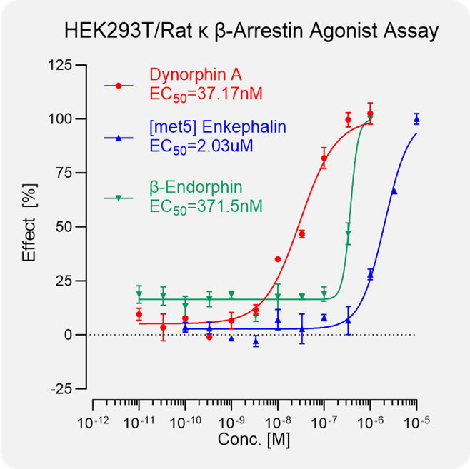 HEK293T Rat κ Arrestin Stable Cell