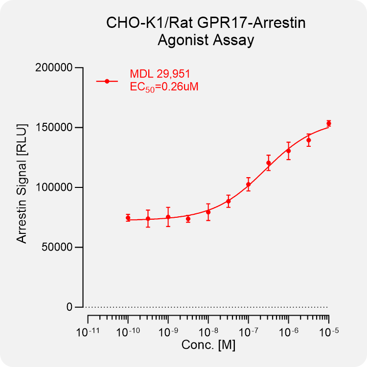 CHO-K1 Rat GPR17 Arrestin Stable Cell