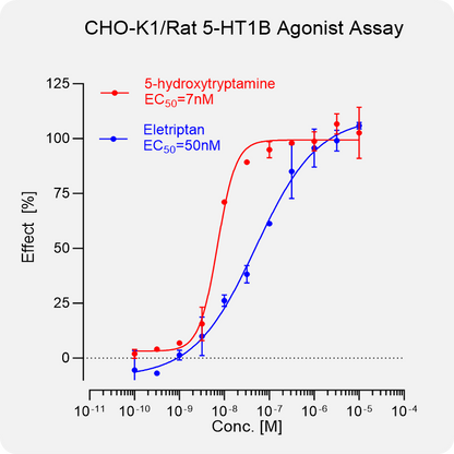 CHO-K1 Rat 5-HT1B Stable Cell