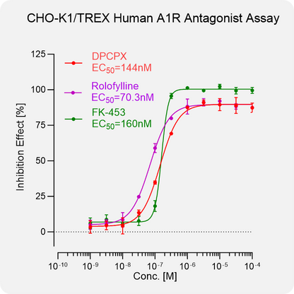 CHO-K1 TREX Human A1R Stable Cell