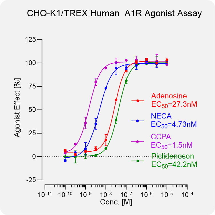 CHO-K1 TREX Human A1R Stable Cell