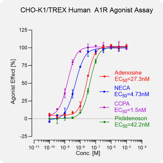 CHO-K1 TREX Human A1R Stable Cell