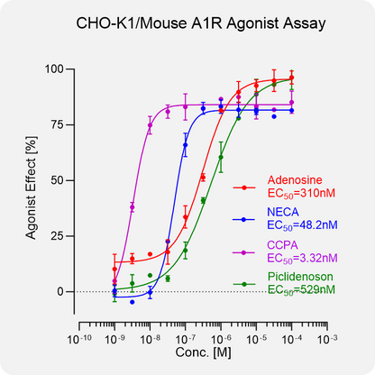 CHO-K1 Mouse A1R Stable Cell