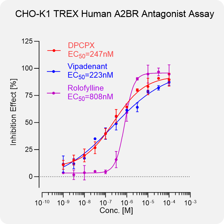 CHO-K1 TREX Human A2BR Stable Cell