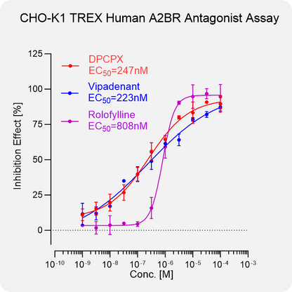 CHO-K1 TREX Human A2BR Stable Cell