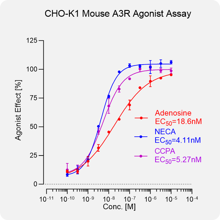 CHO-K1 Mouse A3R Stable Cell