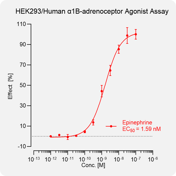 HEK293 Human α1B-adrenoceptor Stable Cell