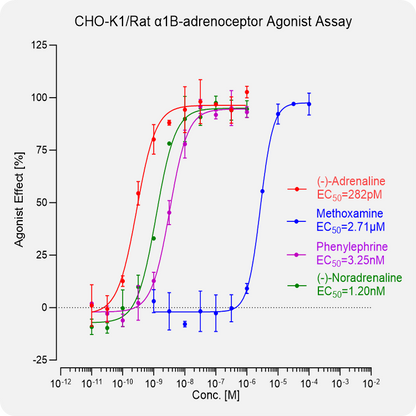 CHO-K1 Rat α1B-adrenoceptor Stable Cell