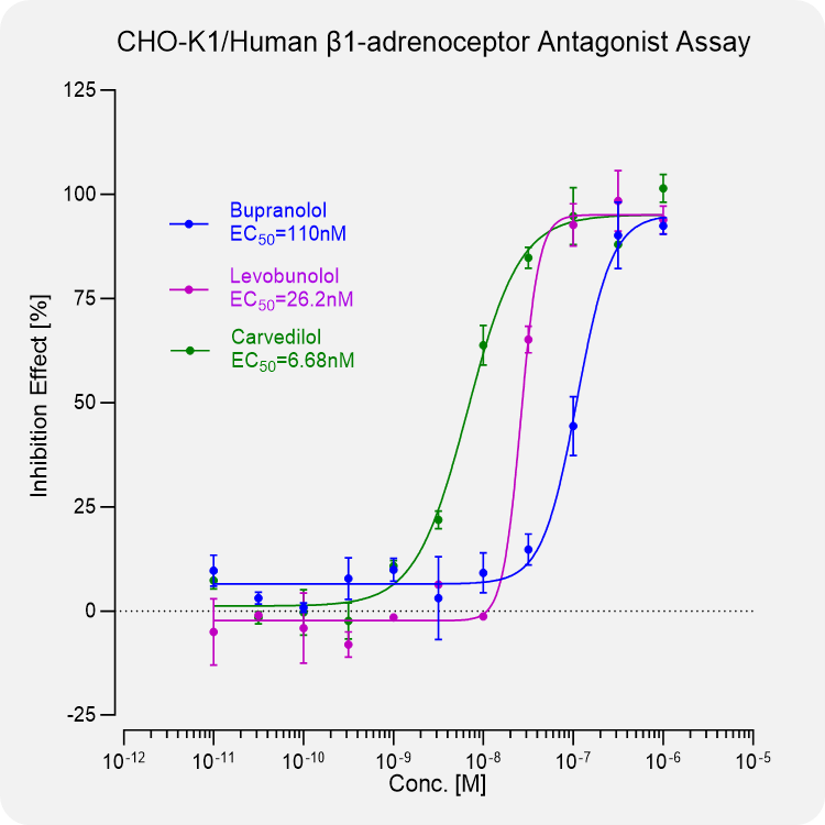 CHO-K1 Human β1-adrenoceptor Stable Cell