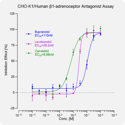 CHO-K1 Human β1-adrenoceptor Stable Cell