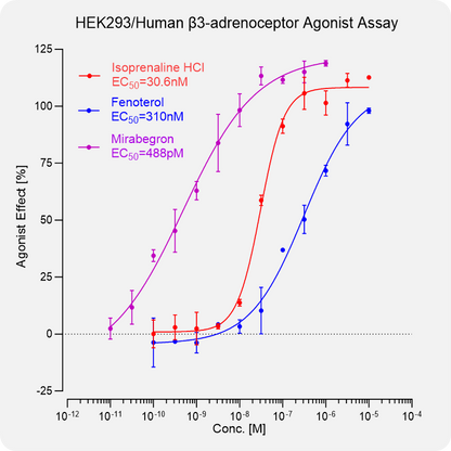 HEK293 Human β3-adrenoceptor Stable Cell