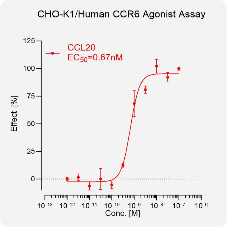 CHO-K1 Rat CCR6 Stable Cell