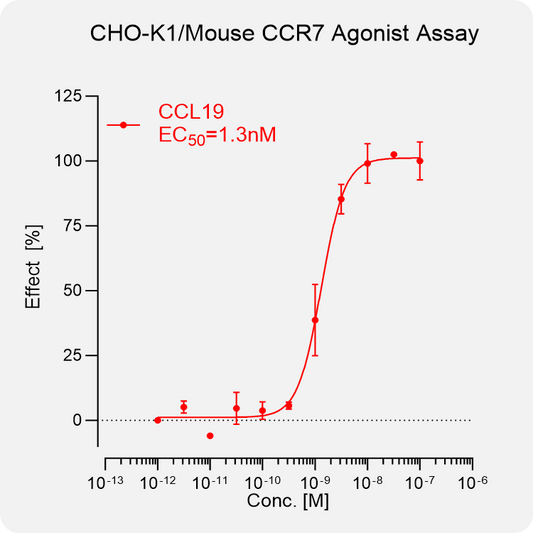 CHO-K1 Mouse CCR7 Stable Cell