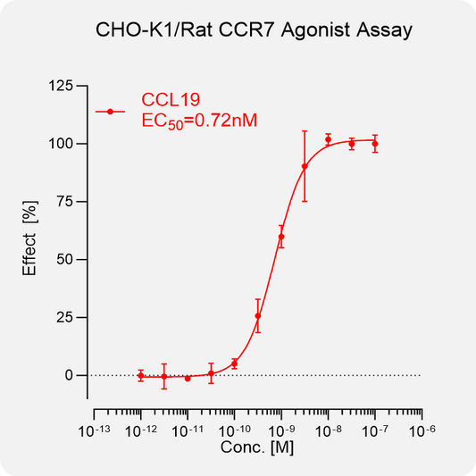 CHO-K1 Rat CCR7 Stable Cell