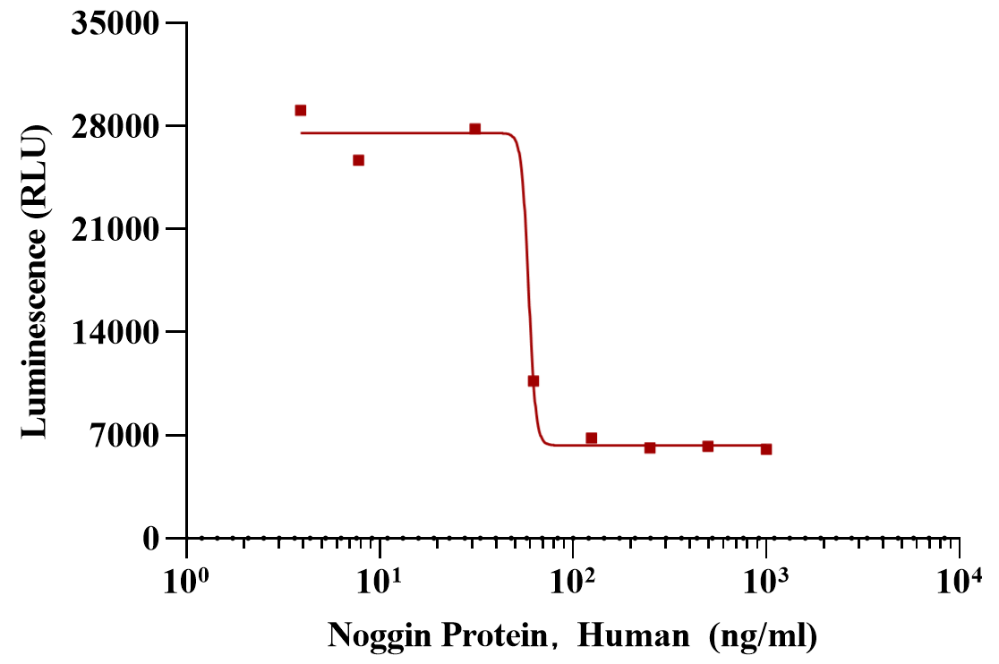 Noggin Protein, Human