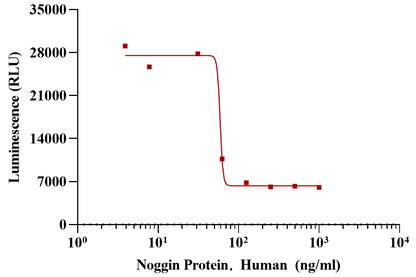 Noggin Protein, Human