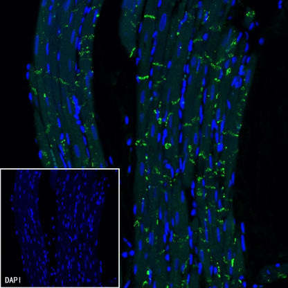 Connexin 43/GJA1 Rabbit Polyclonal Antibody