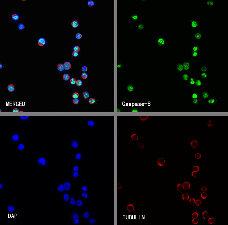 Caspase-8 Recombinant Rabbit mAb (S-2676-121)