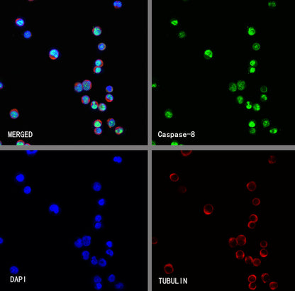 Caspase-8 Recombinant Rabbit mAb (S-2676-121)