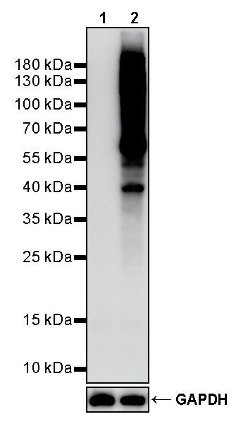 Phosphothreonine Rabbit mAb (S-4181-29)