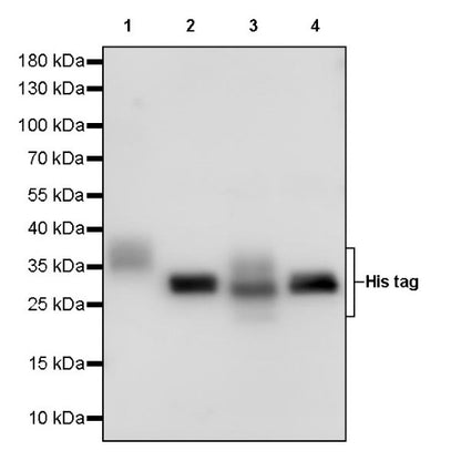 His tag Recombinant Rabbit mAb (S-1398-151)