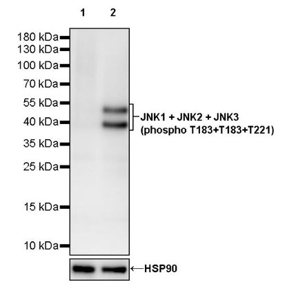 JNK1 + JNK2 + JNK3 (phospho T183+T183+T221) Recombinant Rabbit mAb (S-3593)