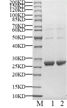 Cyclin A2 Protein, Human